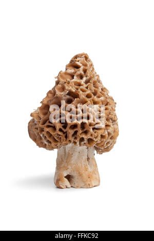 Crudo fresco funghi Morel su sfondo bianco Foto Stock