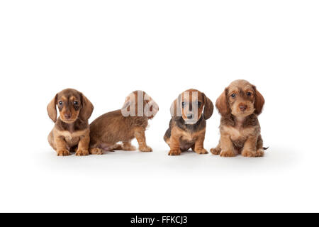 Quattro wire-haired bassotto cuccioli su sfondo bianco Foto Stock