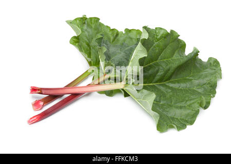 Rabarbaro fresco gambi e foglie su sfondo bianco Foto Stock
