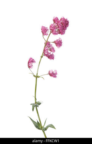 Fioritura fresca di valeriana rosso su sfondo bianco Foto Stock