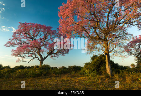 Fioritura della Rosa alberi Piuva nel Pantanal Foto Stock