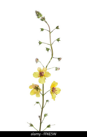 Molène fresca blattaria fiori su sfondo bianco Foto Stock