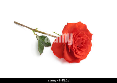 Single red rose su sfondo bianco Foto Stock