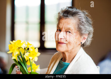 Senior donna dalla finestra azienda mazzo di narcisi Foto Stock