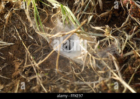 Spider Web imbuto sul terreno nel Serengeti Foto Stock