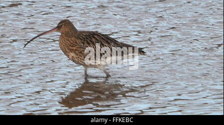 Trampolieri curlew Foto Stock