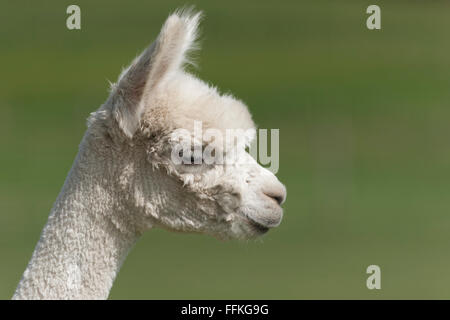 Ritratto di Alpaca - animali più piccoli rispetto alla lama Foto Stock