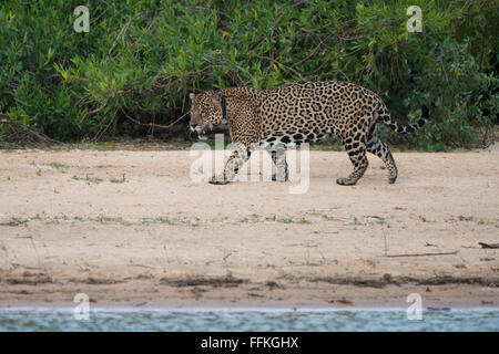 Un grande Jaguar con un collare GPS Foto Stock