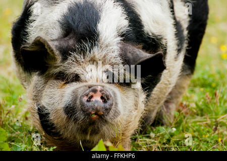 Kunekune di maiale - un pedigree maiale che è stato introdotto nel Regno Unito nei primi anni novanta Foto Stock