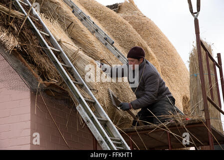 La Thatcher usando un leggett per vestire il pettinato reed di grano sul tetto di una casa Foto Stock