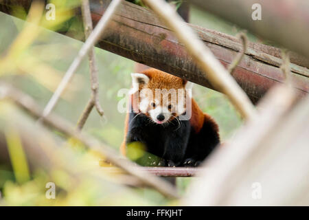 Un nativo di himalayano il panda rosso è classificata come vulnerabile dalla IUCN - con una popolazione selvatica sotto 10.000 Foto Stock