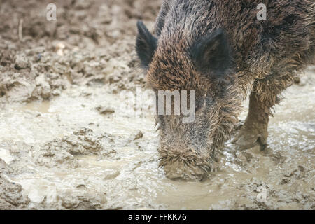 Una vista frontale di un cinghiale alla ricerca di cibo nel fango. Foto Stock
