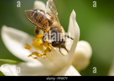 Il miele delle api di impollinazione fiore di agrumi Foto Stock