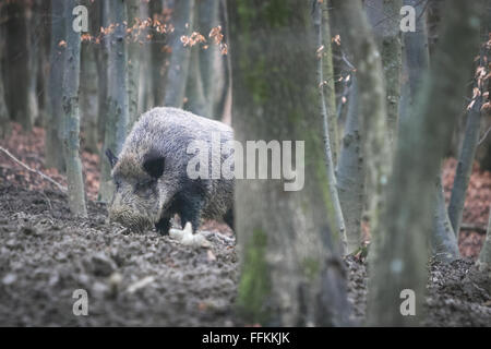 Un cinghiale alla ricerca di cibo nel fango con il muso nella foresta. Foto Stock