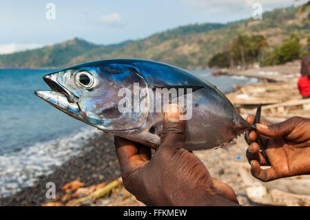 Appena pescati tonni albacora sulle mani di un pescatore locale. La spiaggia, il mare e le palme in background. Foto Stock