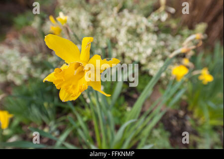 Slug e danni di lumaca mangiato daffodil flower distrutte in molto mite della primavera resta di sepali e petali Foto Stock