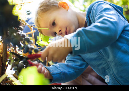 Padre e figlio di uva raccolta insieme in vigna Foto Stock