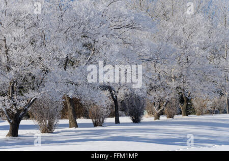 Una linea di alberi, retroilluminati da il sole del mattino e rivestita in trasformata per forte gradiente frost dal congelamento durante la notte di nebbia. Calgary, Alberta, Canada. Foto Stock