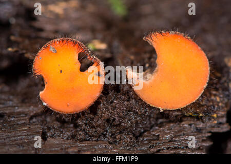 Fungo di ciglia (Scutellinia scutellata). Una tazza di saprofiti funghi che crescono sotto wet legno marcescente, nella famiglia Pyronemataceae Foto Stock