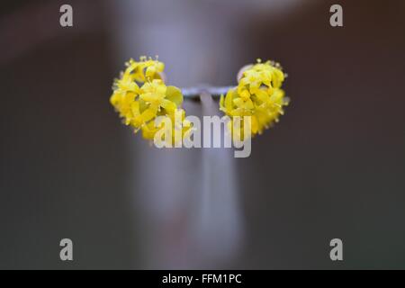 Corniolo (Cornus mas) in fiore. Un sanguinello nella famiglia Cornaceae in fiore a Baku, capitale dell'Azerbaigian Foto Stock
