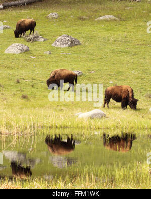 Un bisonte Americano allevamento riflettendo su ancora un lago. Foto Stock