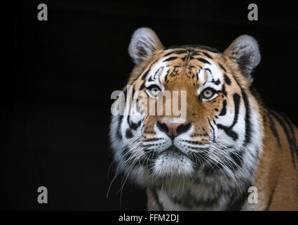 Maschio di tigre di Amur (colpo alla testa) contro uno sfondo nero Foto Stock