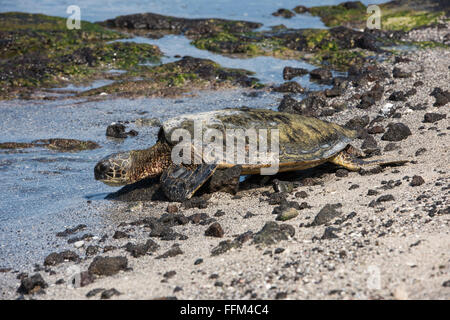 Hawaiian tartaruga verde crogiolarvi al sole su una spiaggia, Big Island delle Hawaii, Foto Stock