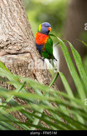 Rainbow Lorikeet appollaiato su un tronco di albero di Palm Beach New South Wales AUSTRALIA Foto Stock