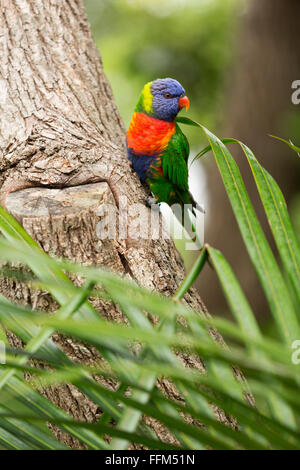 Rainbow Lorikeet appollaiato su un tronco di albero di Palm Beach New South Wales AUSTRALIA Foto Stock