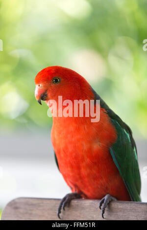 Australian King-Parrot arroccato su una sedia a sdraio Palm Beach New South Wales AUSTRALIA Foto Stock