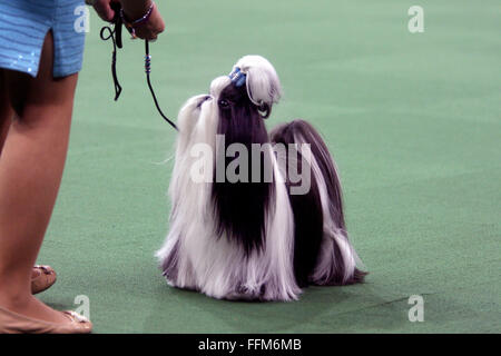 New York, Stati Uniti d'America. Il 15 febbraio, 2016. GCH Wenrick non smette di credere, una Shih Tzu durante il Toy Group la concorrenza al Westminster Dog Show al Madison Square Garden, lunedì 15 febbraio, 2016. Egli ha preso il primo posto nel gruppo. Credito: Adam Stoltman/Alamy Live News Foto Stock