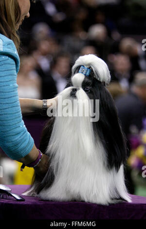 New York, Stati Uniti d'America. Il 15 febbraio, 2016. GCH Wenrick non smette di credere, una Shih Tzu si prepara per il Toy Group la concorrenza al Westminster Dog Show al Madison Square Garden, lunedì 15 febbraio, 2016. Egli ha preso il primo posto nel gruppo. Credito: Adam Stoltman/Alamy Live News Foto Stock