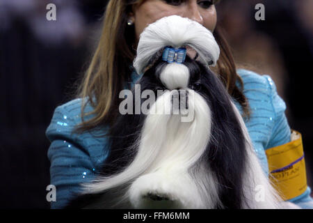 New York, Stati Uniti d'America. Il 15 febbraio, 2016. GCH Wenrick non smette di credere, una Shih Tzu si prepara per il Toy Group la concorrenza al Westminster Dog Show al Madison Square Garden, lunedì 15 febbraio, 2016. Egli ha preso il primo posto nel gruppo. Credito: Adam Stoltman/Alamy Live News Foto Stock