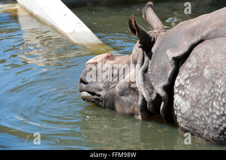 Un corno di rinoceronte, Rhinocerotidae unicornis Foto Stock