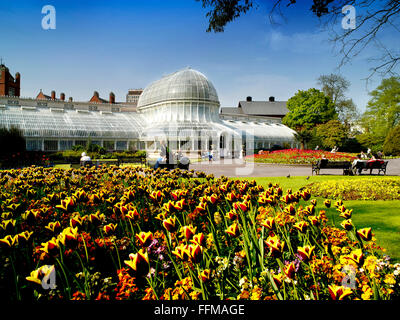 Fiori di Primavera Botanic Gardens Queens Belfast Lanyon Irlanda del Nord Foto Stock