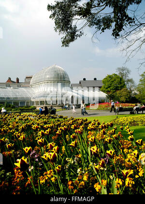 Fiori di Primavera Botanic Gardens Queens Belfast Lanyon Irlanda del Nord Foto Stock