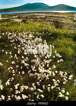 Bog cotone, Mournes, Co Down, montagne, fiori selvatici Irlanda del Nord Mourne Foto Stock