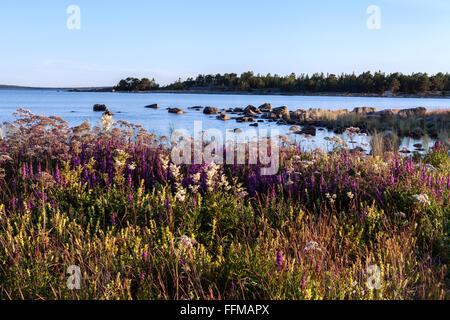 Fiori di campo su un prato dal mare. Costa del Mar Baltico durante la fine di luglio. Costa poco profonda. Foto Stock