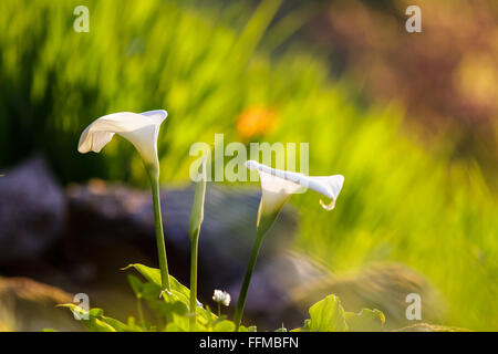 Il fiore bellissimo terreno coltivato in Taipei Taiwan Foto Stock