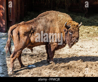 La Polonia, Slesia voivodato, Pszczyna (Pless), Pokazowa Zagroda Zubrow, legno europea bison in Pszczyna riserva di bisonti Foto Stock