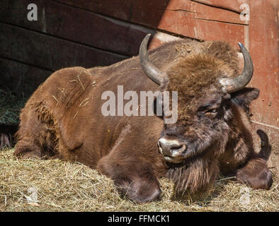 La Polonia, Slesia voivodato, Pszczyna (Pless), Pokazowa Zagroda Zubrow, legno europea bison in Pszczyna riserva di bisonti Foto Stock