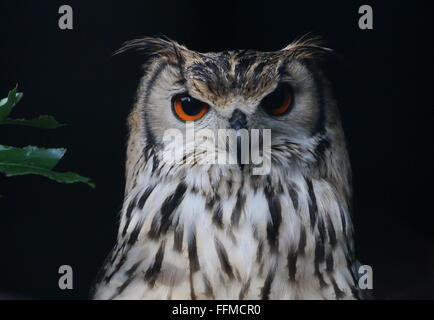 Matura Eagle-Owl indiano (Bubo bengalensis), a.k.a.Rock Gufo reale o il Bengala Gufo Reale. Foto Stock