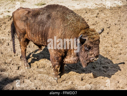 La Polonia, Slesia voivodato, Pszczyna (Pless), Pokazowa Zagroda Zubrow, legno europea bison in Pszczyna riserva di bisonti Foto Stock