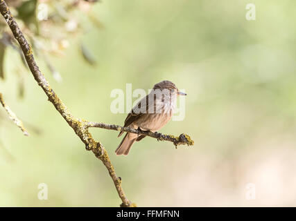 I capretti Spotted Flycatcher Muscicapa striata Foto Stock