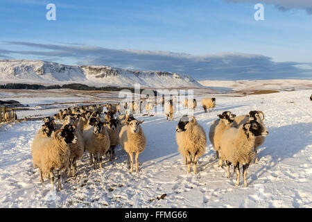 Foresta di Teesdale, nella contea di Durham. Martedì 16 febbraio 2016, UK Meteo. Questi hardy Swaledale pecore nel North Pennines erano pronti e in attesa per il coltivatore per portare loro il foraggio invernale come questa mattina durante la notte le temperature caduto basso quanto meno 6 in alcune aree. Credito: David Forster/Alamy Live News Foto Stock