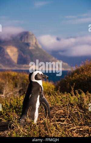 I Penguins africani (Spheniscus demersus) esce l'acqua a Boulders Beach Foto Stock