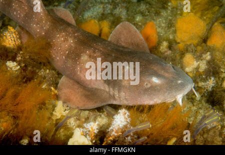 Lo squalo cieco (Brachaelurus waddi) Foto Stock