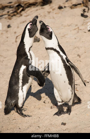 I Penguins africani (Spheniscus demersus) esce l'acqua a Boulders Beach Foto Stock