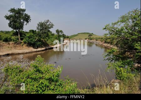 Masai Mara - Kenya - Africa orientale il fiume Mara in luglio di ippopotami (Hippopotamus amphibius) la balneazione Foto Stock