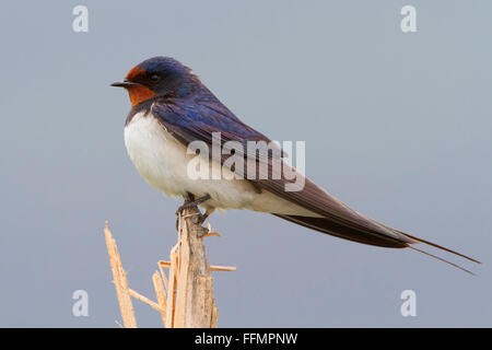 Barn Swallow (Hirundo rustica), Adulto appollaiato su un reed, Atena Lucana, Campania, Italia Foto Stock